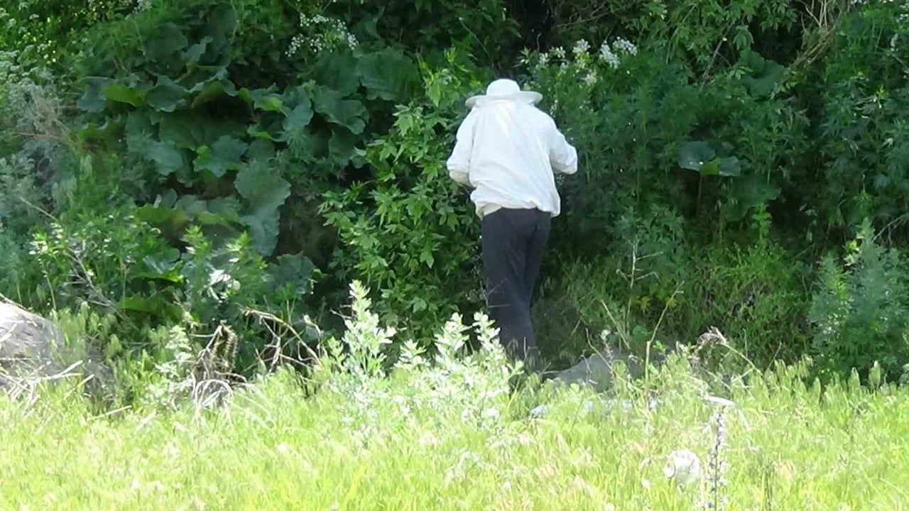 Kars’ta arılar kent merkezindeki ağacın dalında kümelendi