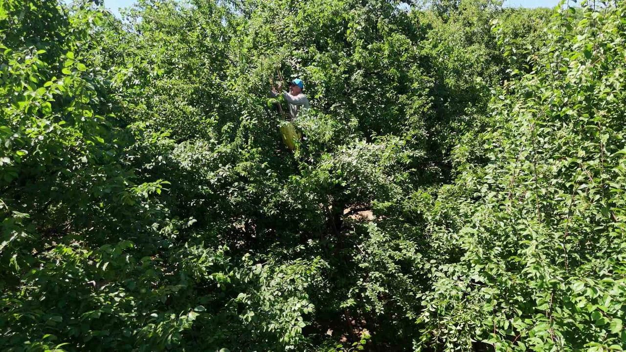 Kartepe'de Eşme eriğinde rekolte arttı, bahçe çıkış fiyatları geriledi