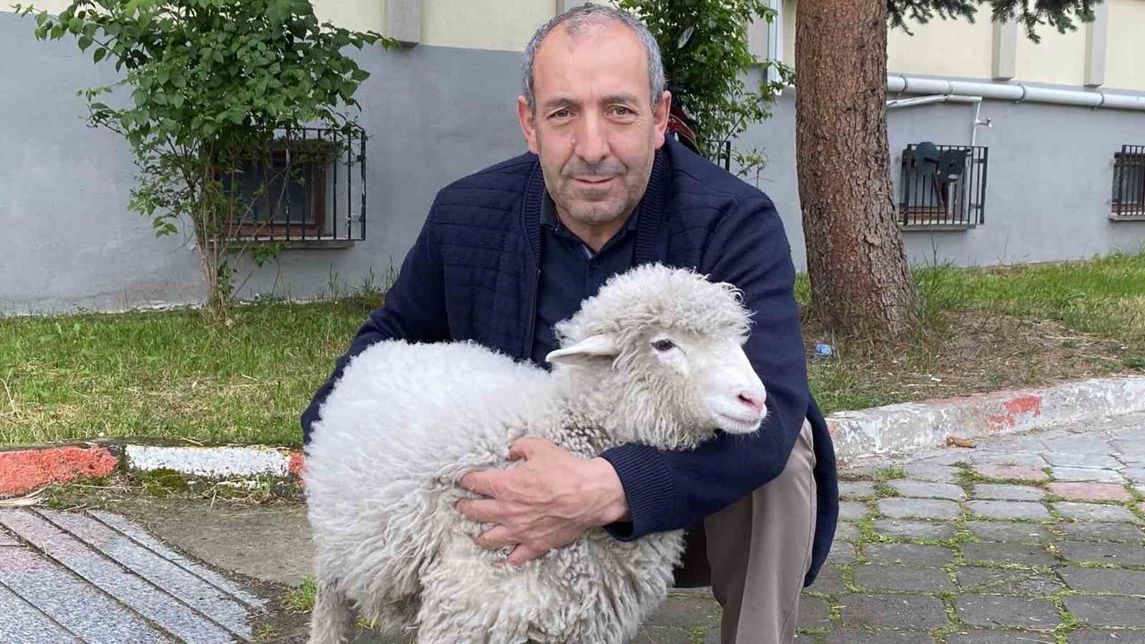 Kavak Adliyesi'nin Maskotu Tertip: Görevli Mecit Uzun'un Sahiplendiği Kuzu Adliye Çevresinde Sevgi Topluyor