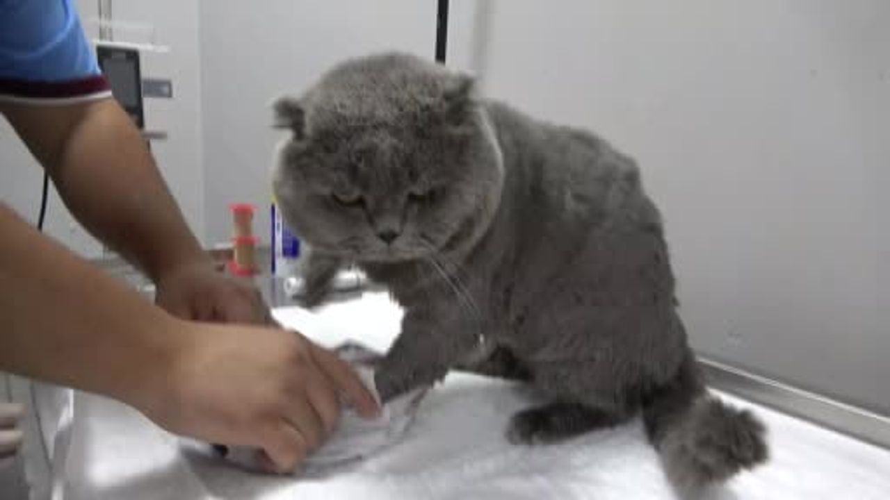 Kayıp kedi Tom 4 gün sonra bulundu