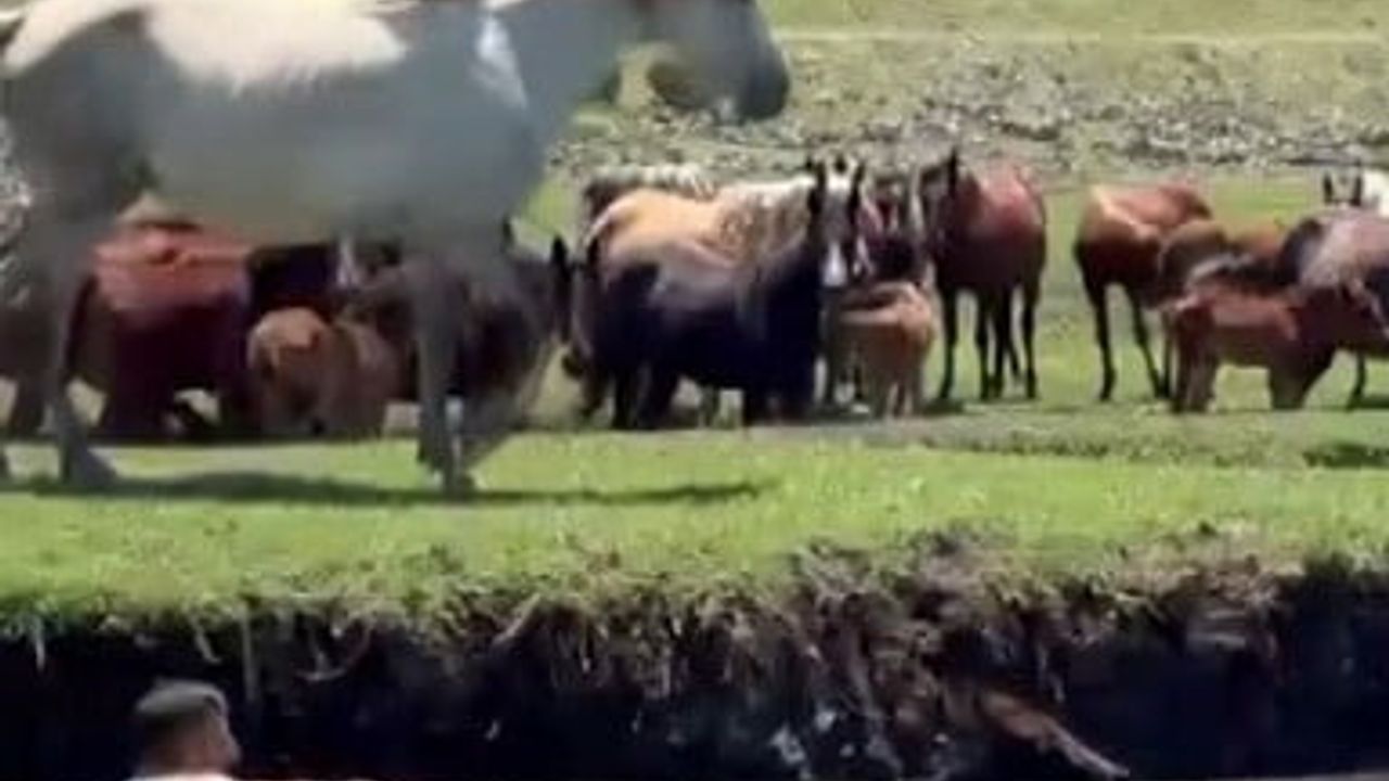 Kayseri'de sazlığa düşen tayı kurtarmak için suya atlayan kişi kamerada