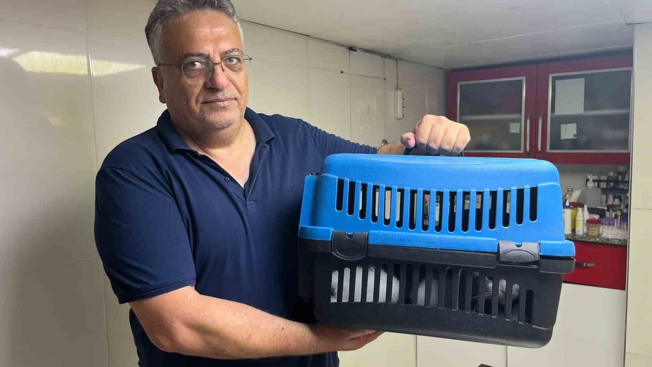 Kedinin karnından 400 gramlık kist çıkarıldı, tedavisi tamamlandı