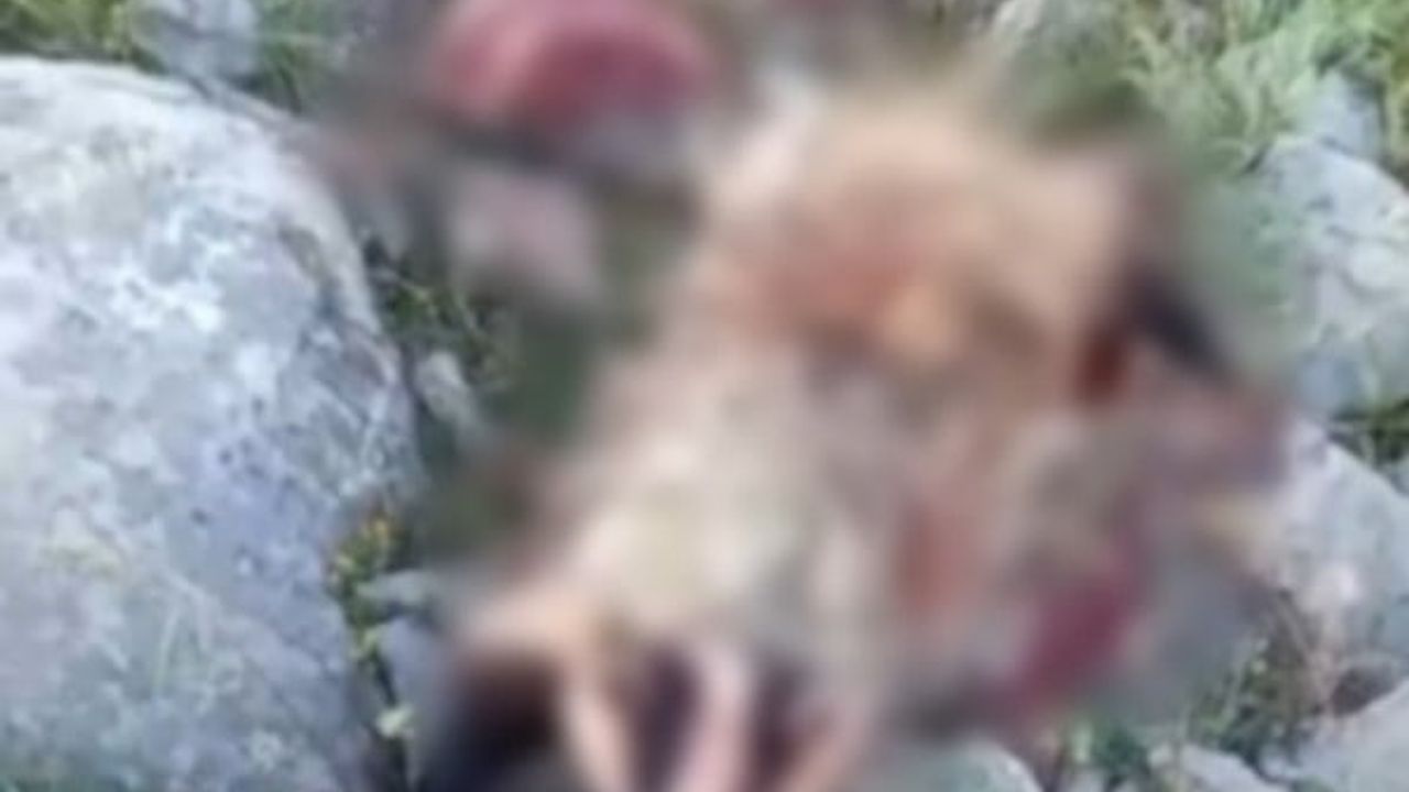 Kemah kırsalında köpek saldırısında porsuk telef oldu