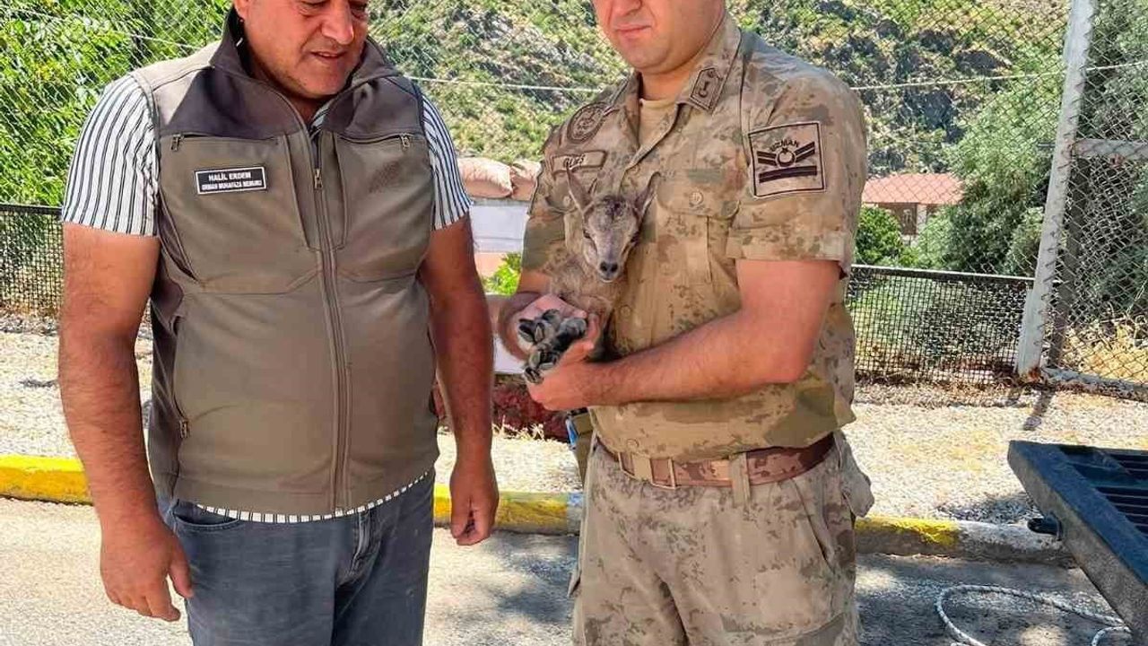 Kemaliye’de bitkin halde bulunan yavru dağ keçisi koruma altına alındı
