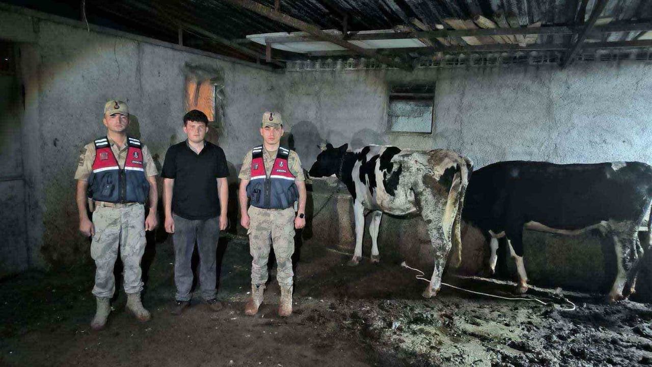 Kilis’te kaybolan 3 büyükbaş hayvan jandarma ekiplerince bulundu