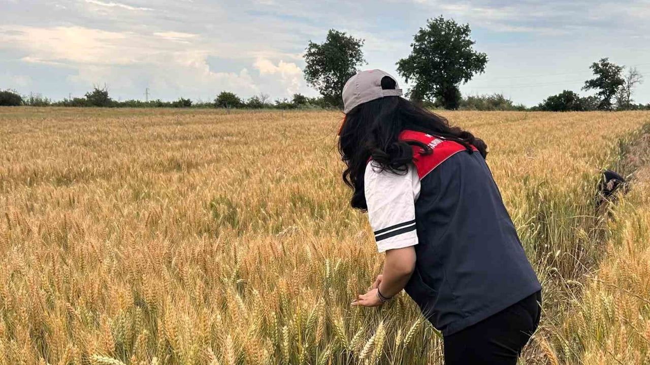 Kırklareli’de süneye karşı saha çalışmaları: Buğday ve arpa alanlarında nimf sürveyleri sürüyor