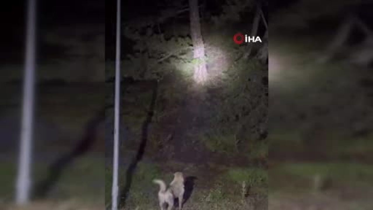Kızılcahamam'da başıboş köpeklerle ayıların çatışması cep telefonu kamerasında