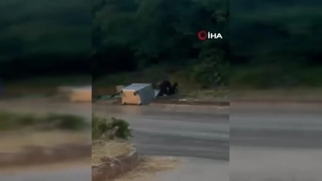 Kızılcahamam’da sevimli ayı ailesi sokağa indi
