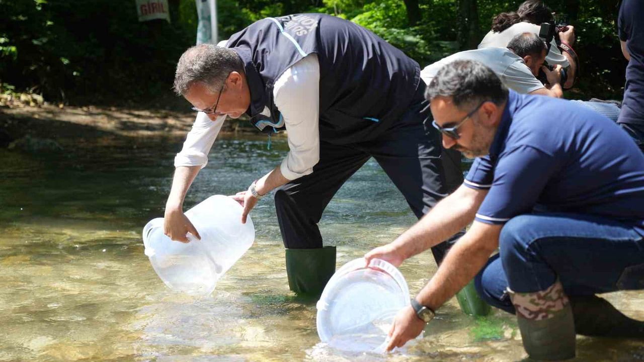 Kocaeli'de Kiraz Dere'ye 50 bin kırmızı benekli alabalık salındı
