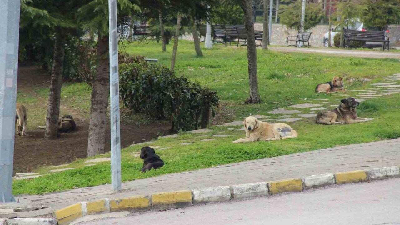 Kocaeli’de oğluna saldıran köpeği öldüren Orçun Maviş hakkında beraat kararı istinaftan döndü