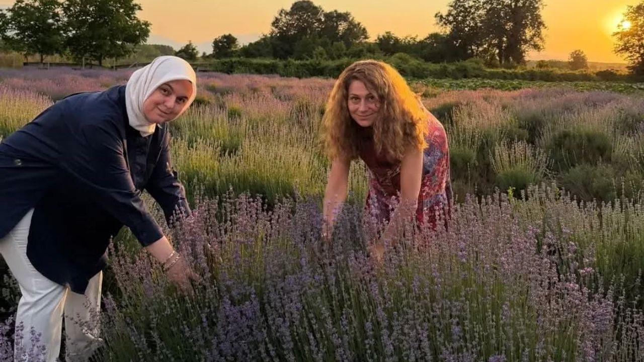 Konaklı'da lavanta hasadı başladı