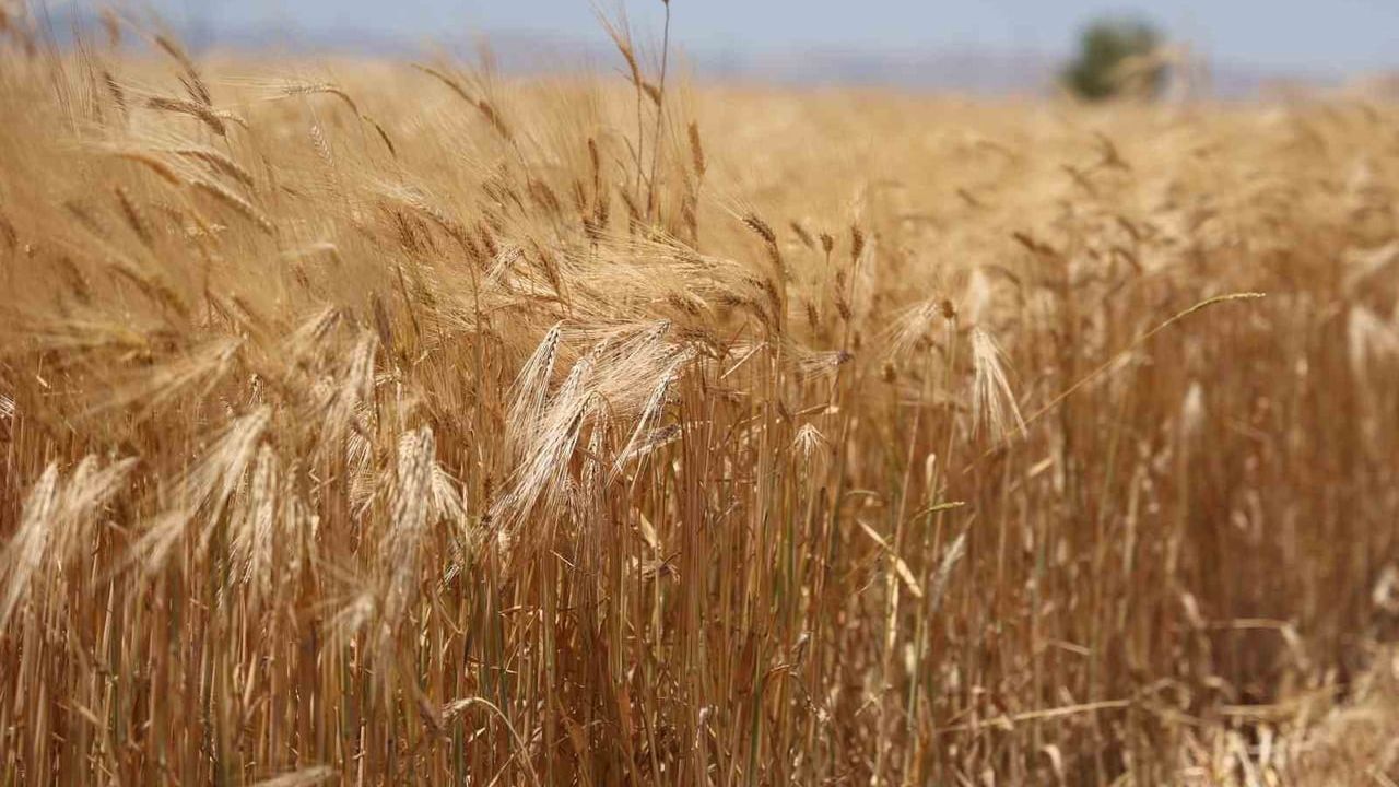 Konya ovası'nda arpa hasadı başladı: rekolte beklentisi son 10 yılın en yüksek düzeyinde