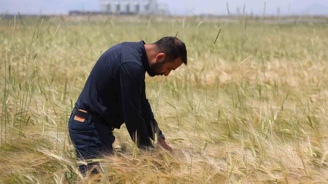 Konya Ovası’nda buğday rekoltesi 2 milyon 200 bin ton, arpa 1 milyon 150 bin ton bekleniyor