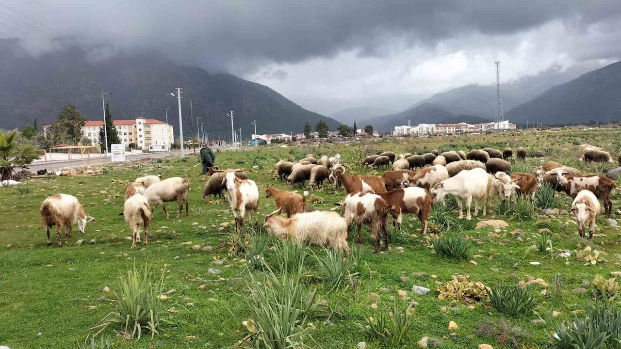 Köyceğiz'te bahar yağışları ot verimini artırdı