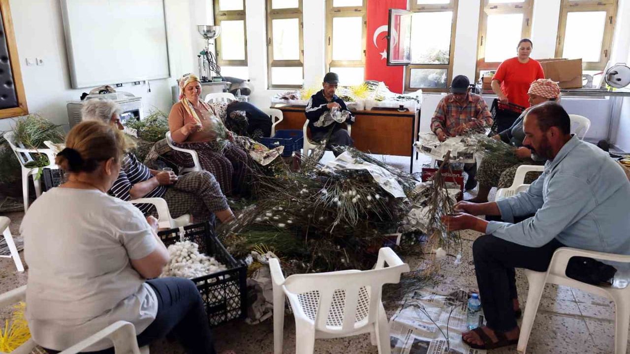 Kozalar ekonomik gelire dönüşüyor