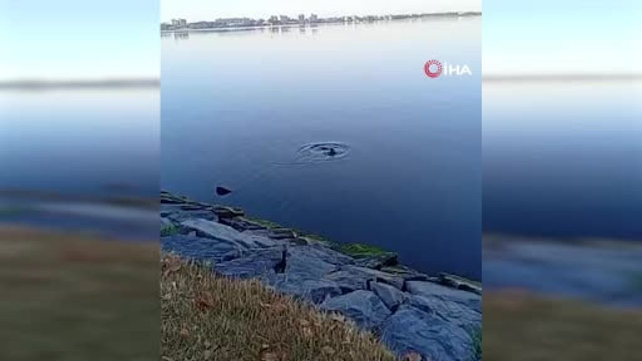 Küçükçekmece Gölü'nde nesli tehlikede su samuru balık yerken görüntülendi