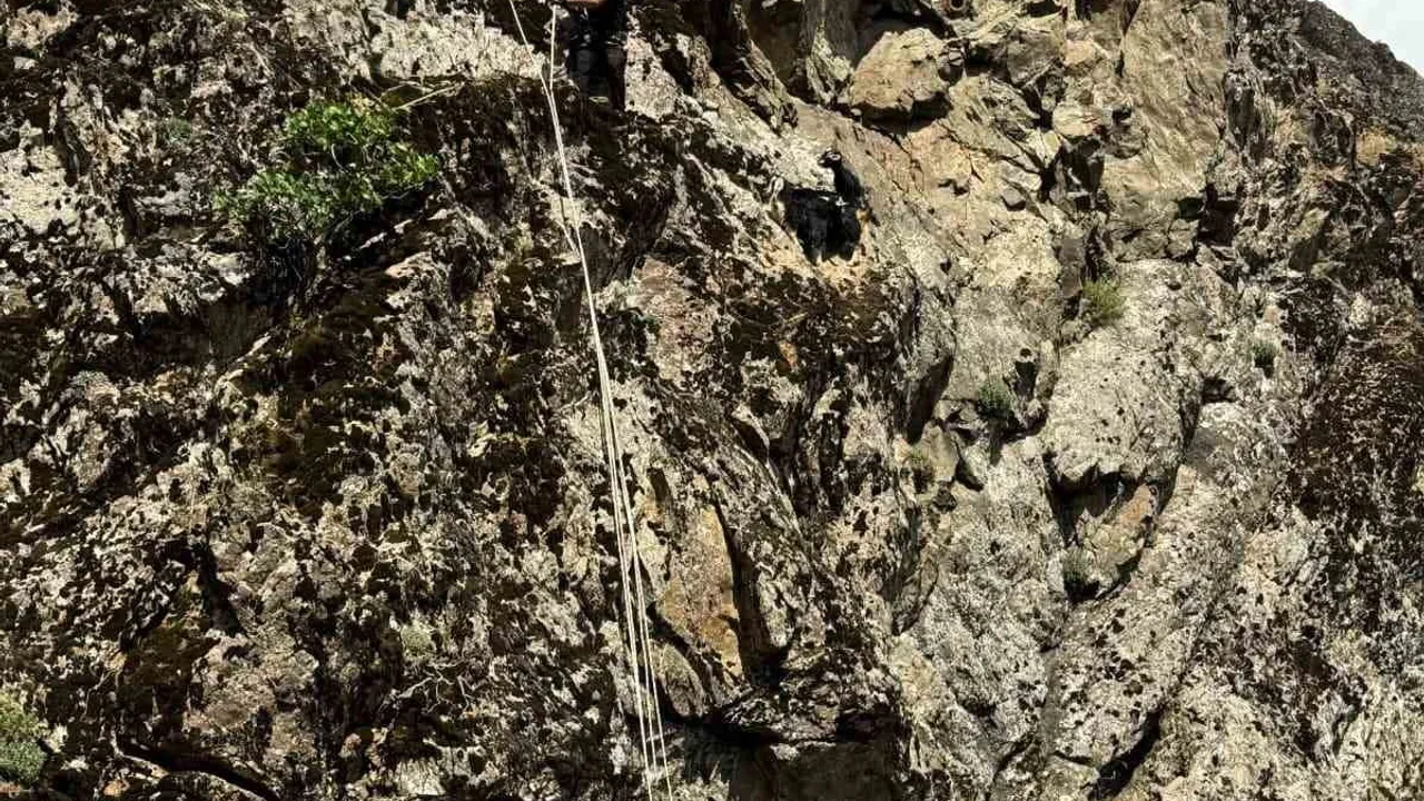 Kulp'ta kayalık alanda mahsur kalan 3 oğlak kurtarıldı