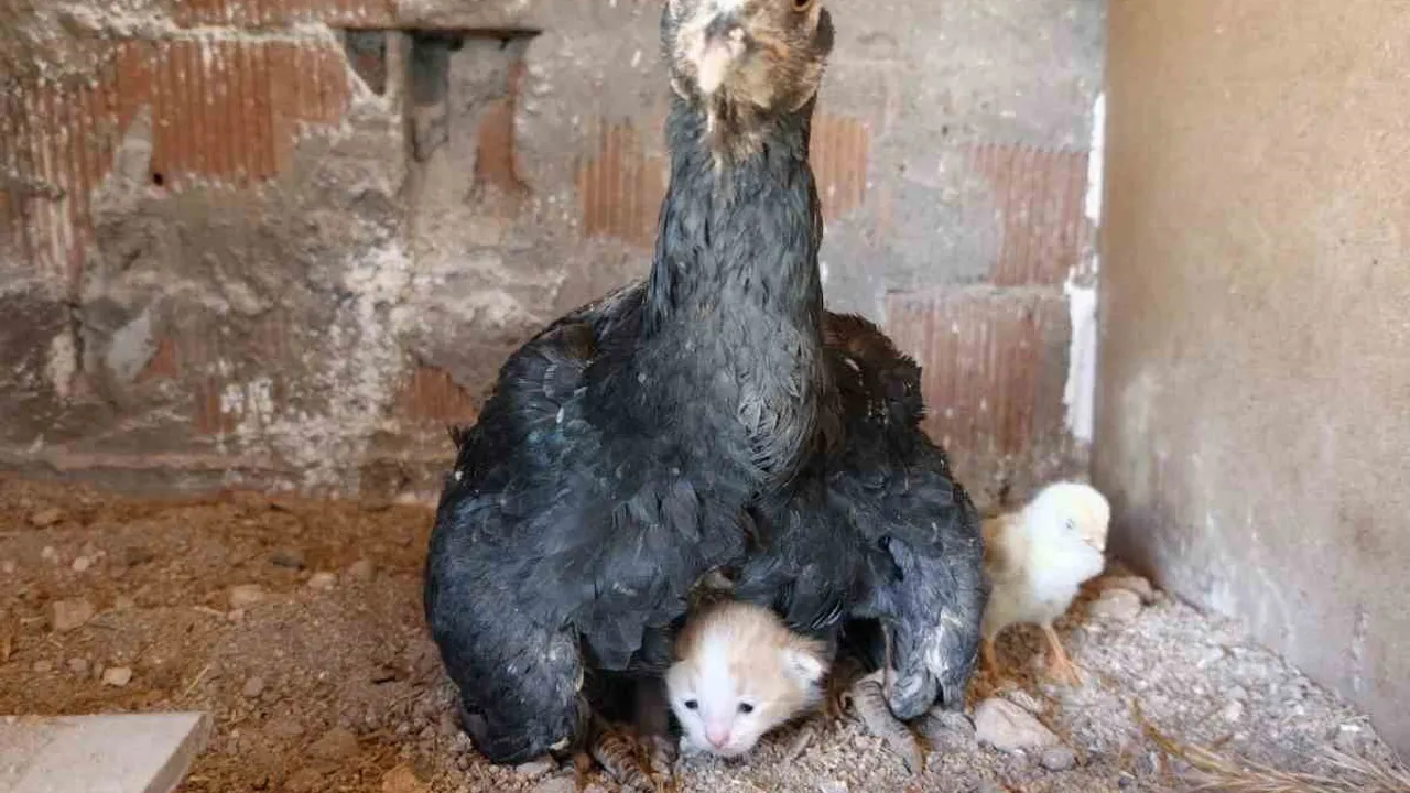 Kümesin davetsiz misafiri: yavru kedi anne tavuğun kanatları altına sığındı