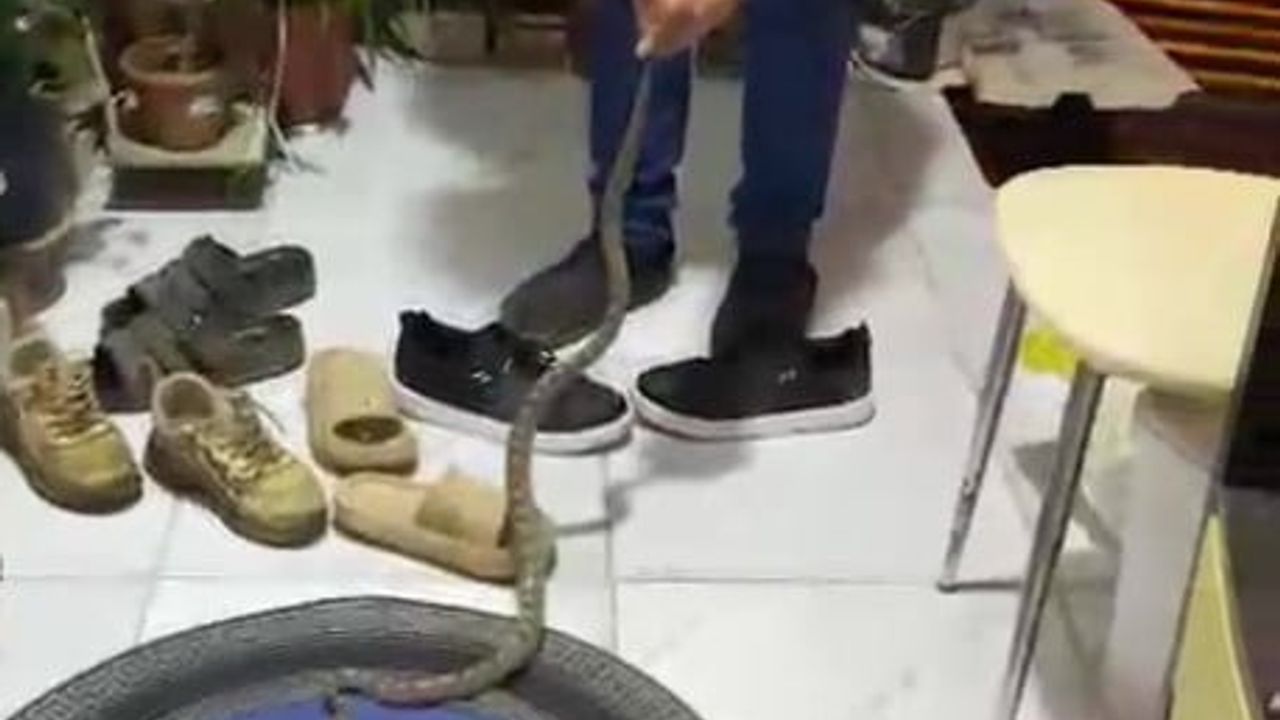 Kumluca'da evin eşiğinde yakalanan yılan, ev sahibi tarafından doğaya bırakıldı
