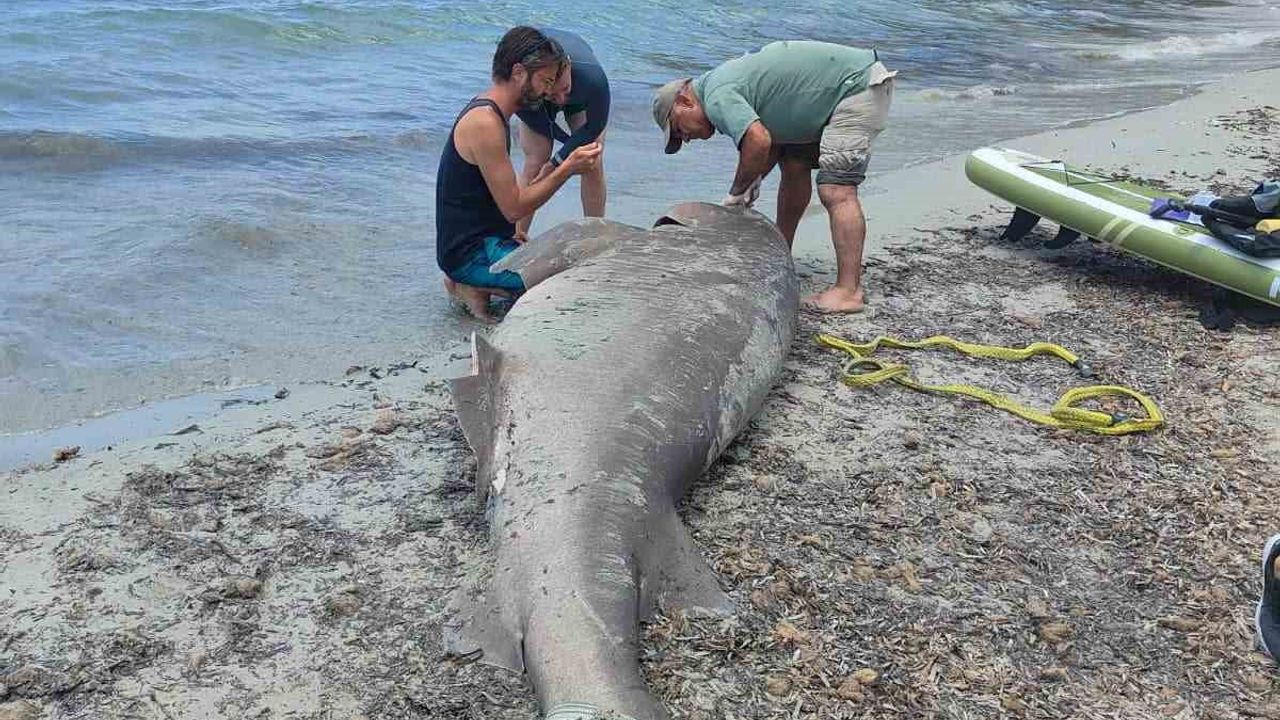 Kuşadası'nda 3,85 metre uzunluğunda dişi boz camgöz köpekbalığı kıyıya vurdu