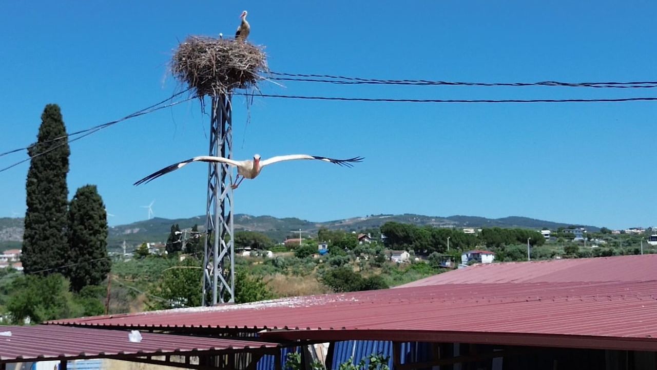 Kuşadası'nda elektrik direğine yuva kuran leylek çifti havadan görüntülendi