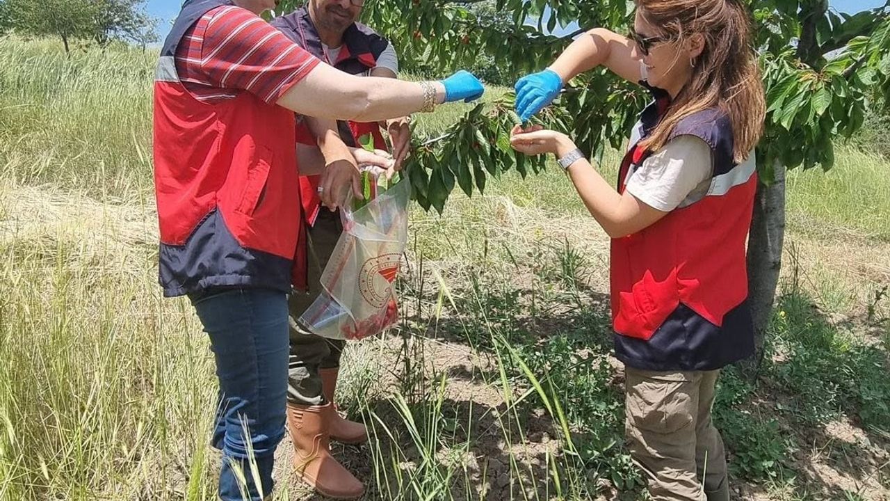 Kütahya'da kirazda hasat öncesi pestisit denetimleri başladı