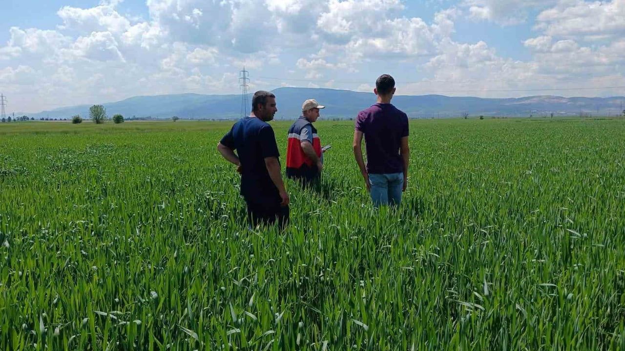 Kütahya'da sertifikalı tohumluk parsellerinde tarla kontrolleri tamamlandı