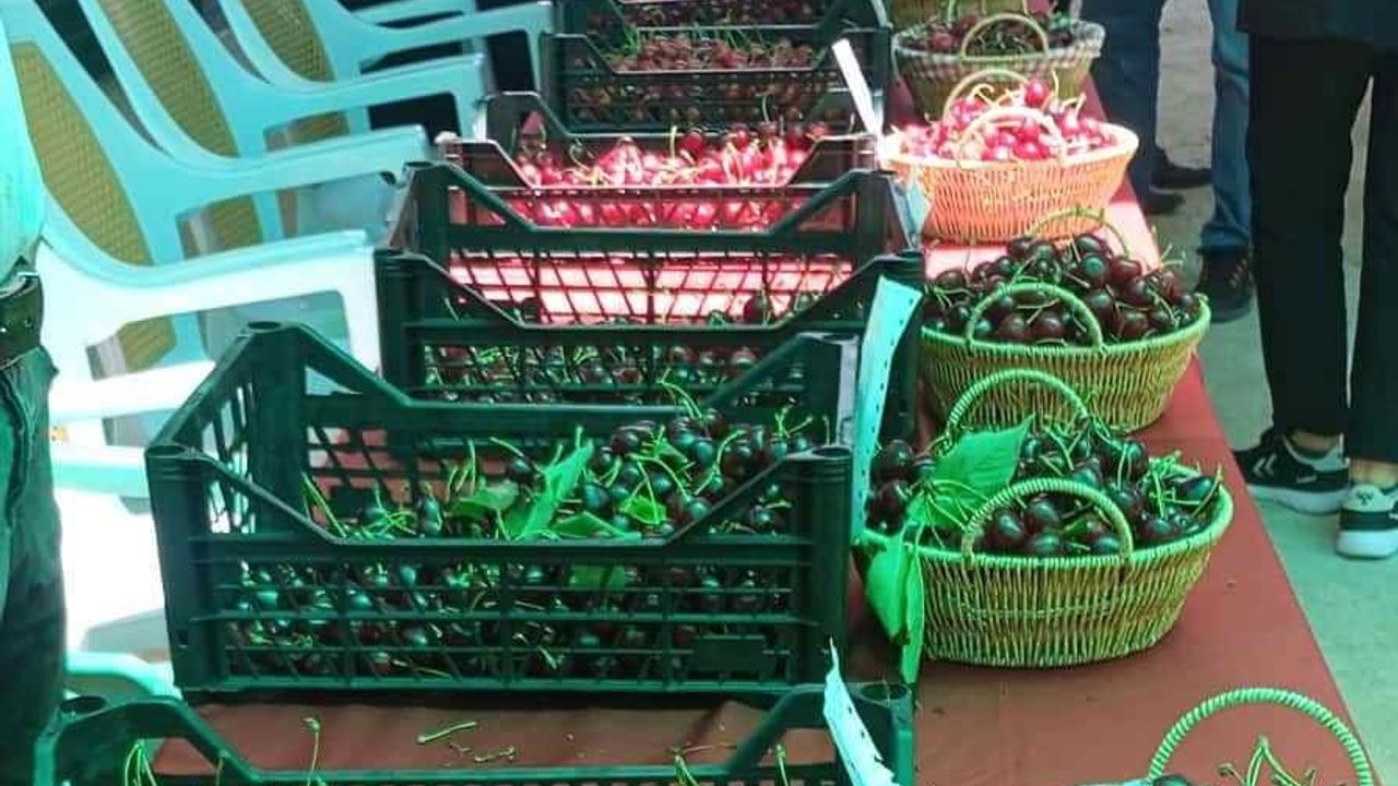 Kutlubeyler Köyü'nde kiraz festivali coşkusu