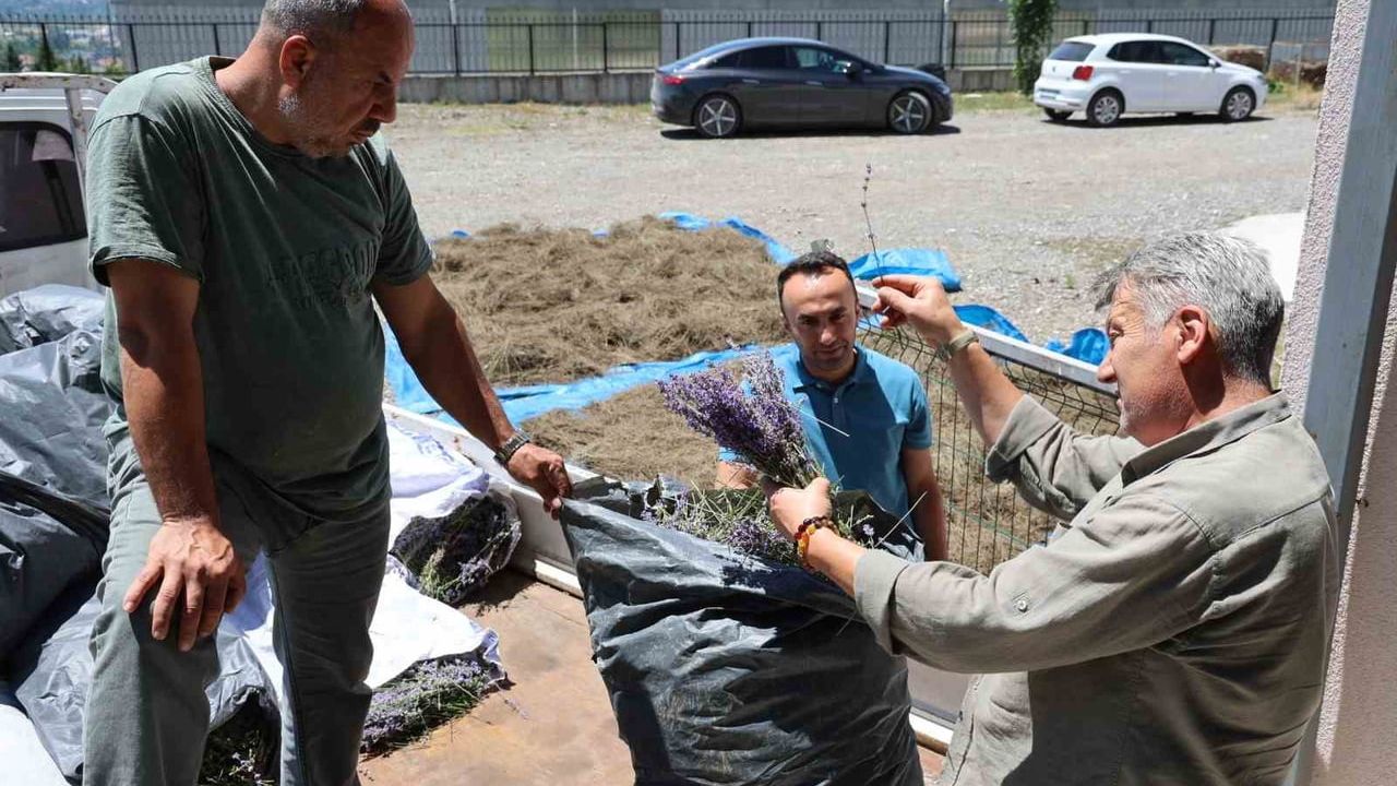 Lavanta üreten kadın kooperatifine katma değer desteği