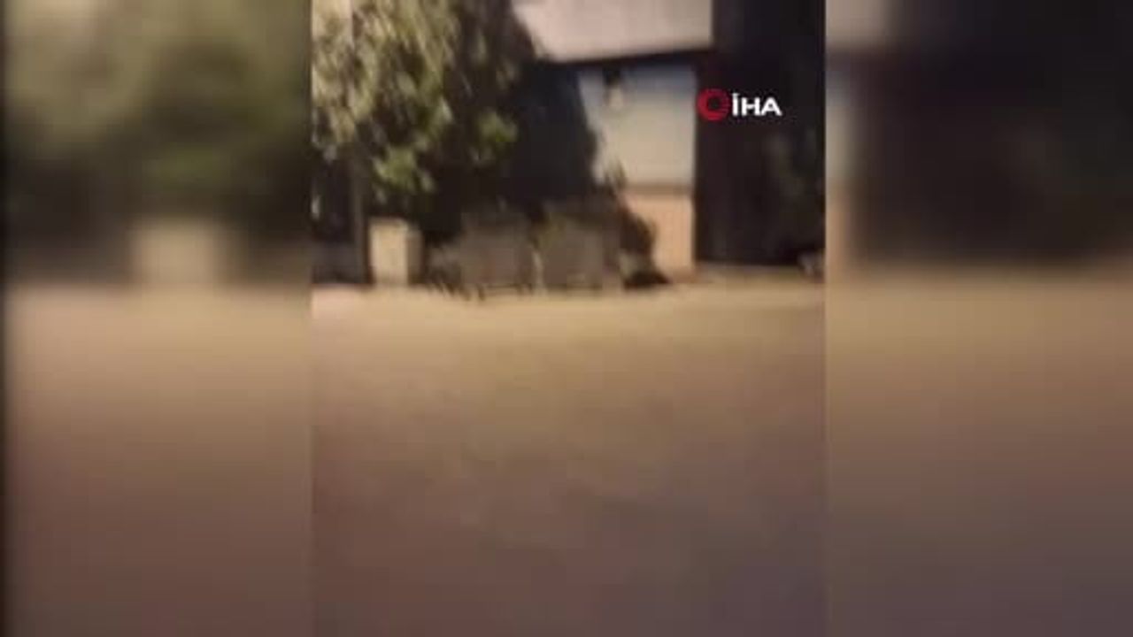 Mahalleye inen yaban domuzlarını vatandaş kovaladı
