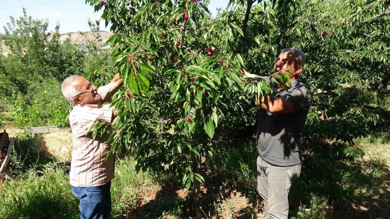 Malatya'da dalbastı kirazında hasat başladı, üretici 3 bin TL yevmiyeyle işçi bulamıyor