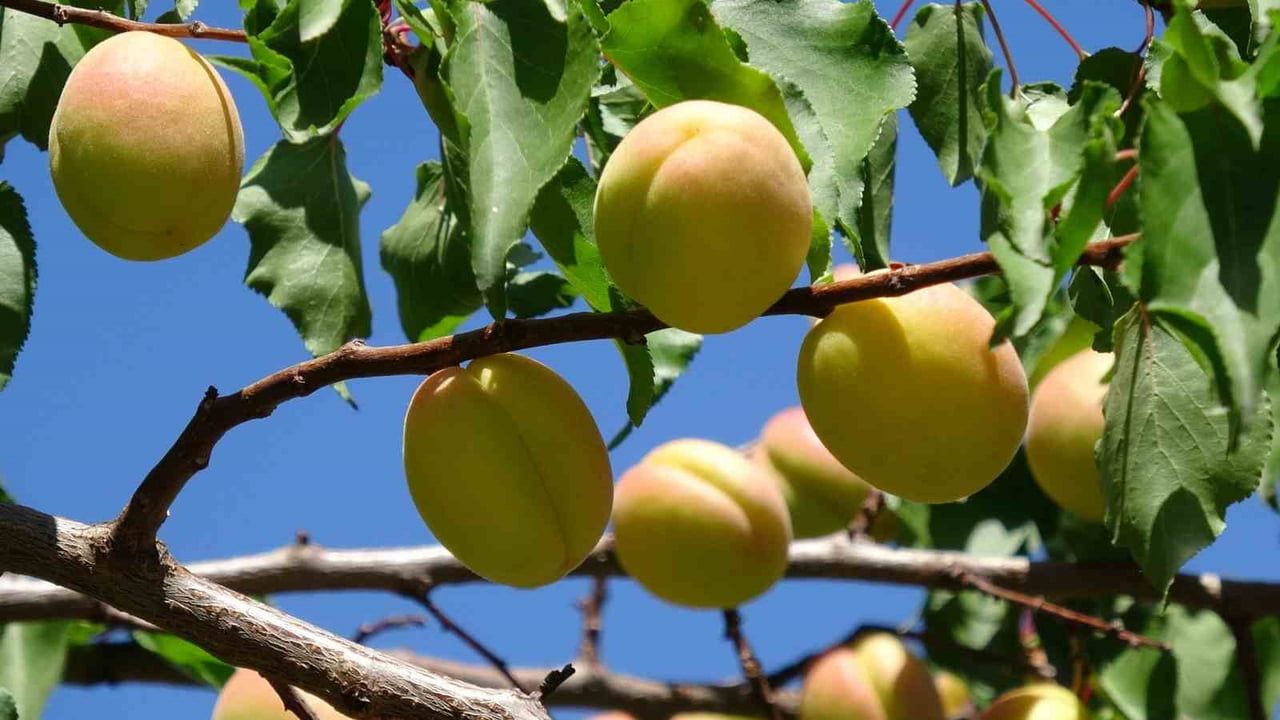 Malatya'da sarı altın hasadı başladı, ilk ürünler Avrupa'ya gönderiliyor