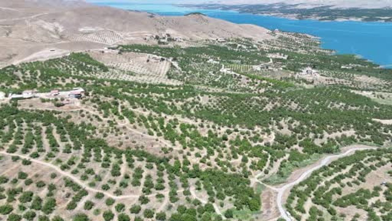 Malatya'da 'sarı altın' hasadı başladı, ilk ürünler Avrupa yolunda