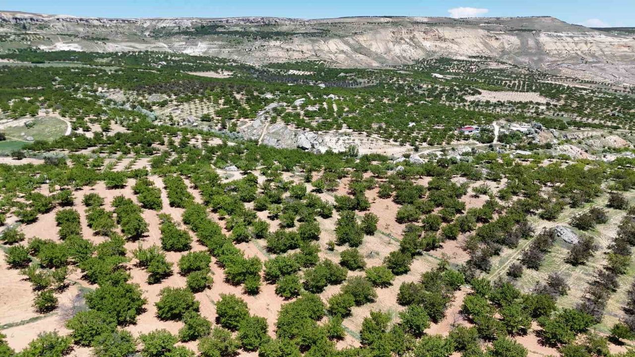 Malatya kayısısı yeniden dünya pazarına hazırlanıyor