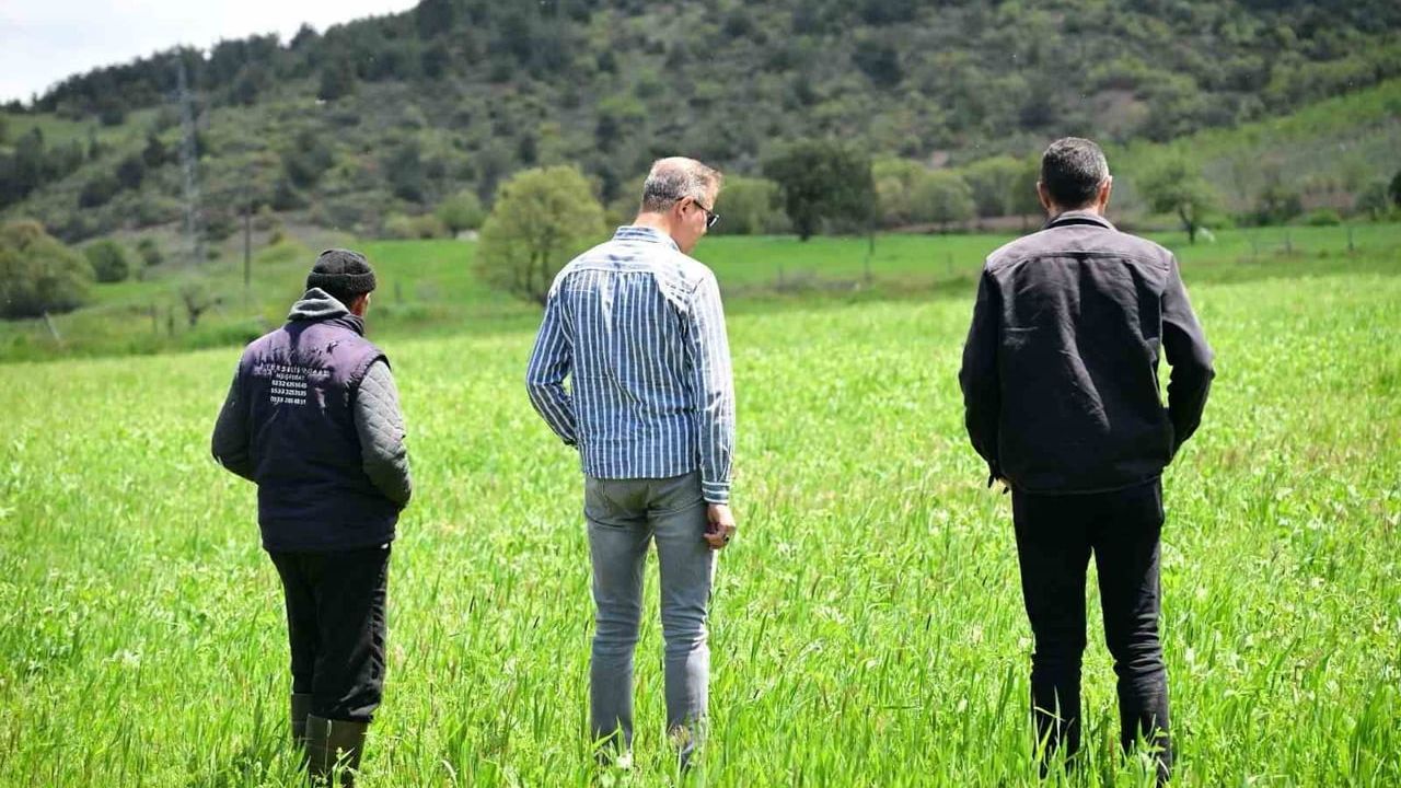 Manisa Büyükşehir'in 'Destek Bizden Hasat Sizden' projesiyle dağıtılan tohumlar tarlada yeşerdi