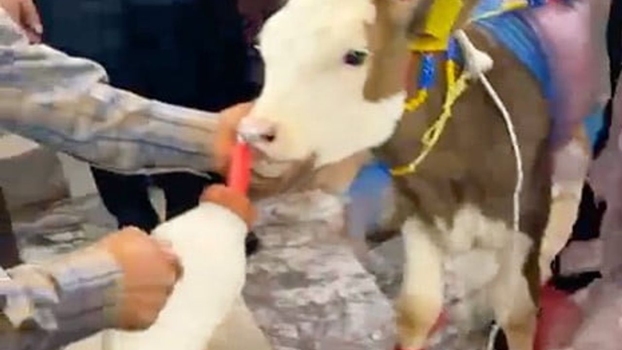 Manisa'da takı merasiminde dişi buzağı hediye edildi