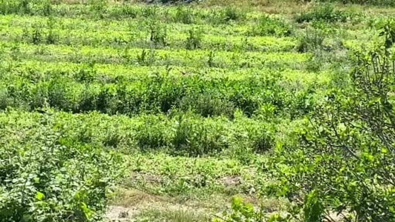 Manisa Demirci'de tütün işçileri kavurucu sıcakta geçim mücadelesi