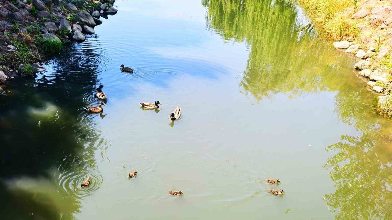 Manisa Kent Park'ta Yavru Ördekler Vatandaşların İlgi Odağı Oldu