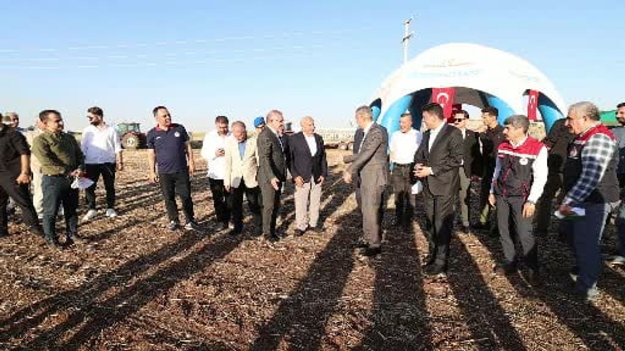 Mardin’de 1 milyon 279 bin dekarlık alanda buğday ekimi yapıldı