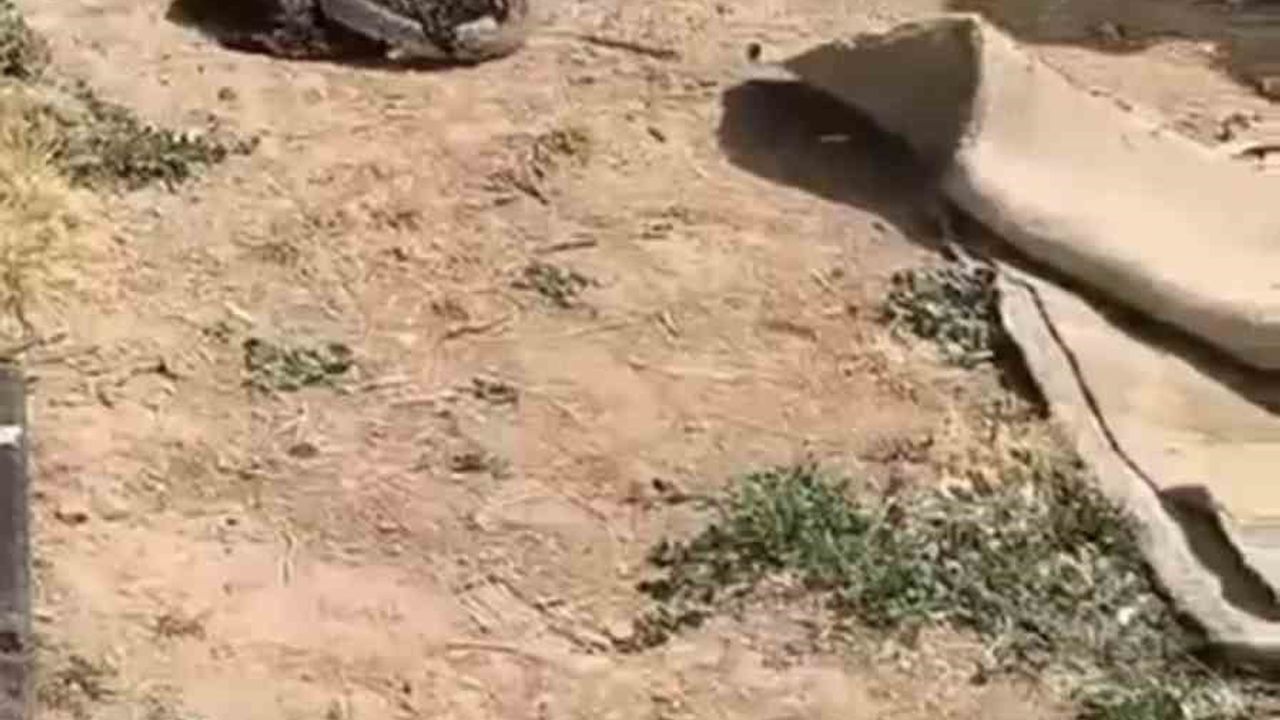 Mardin'de kuyuda görülen yılan doğaya bırakıldı