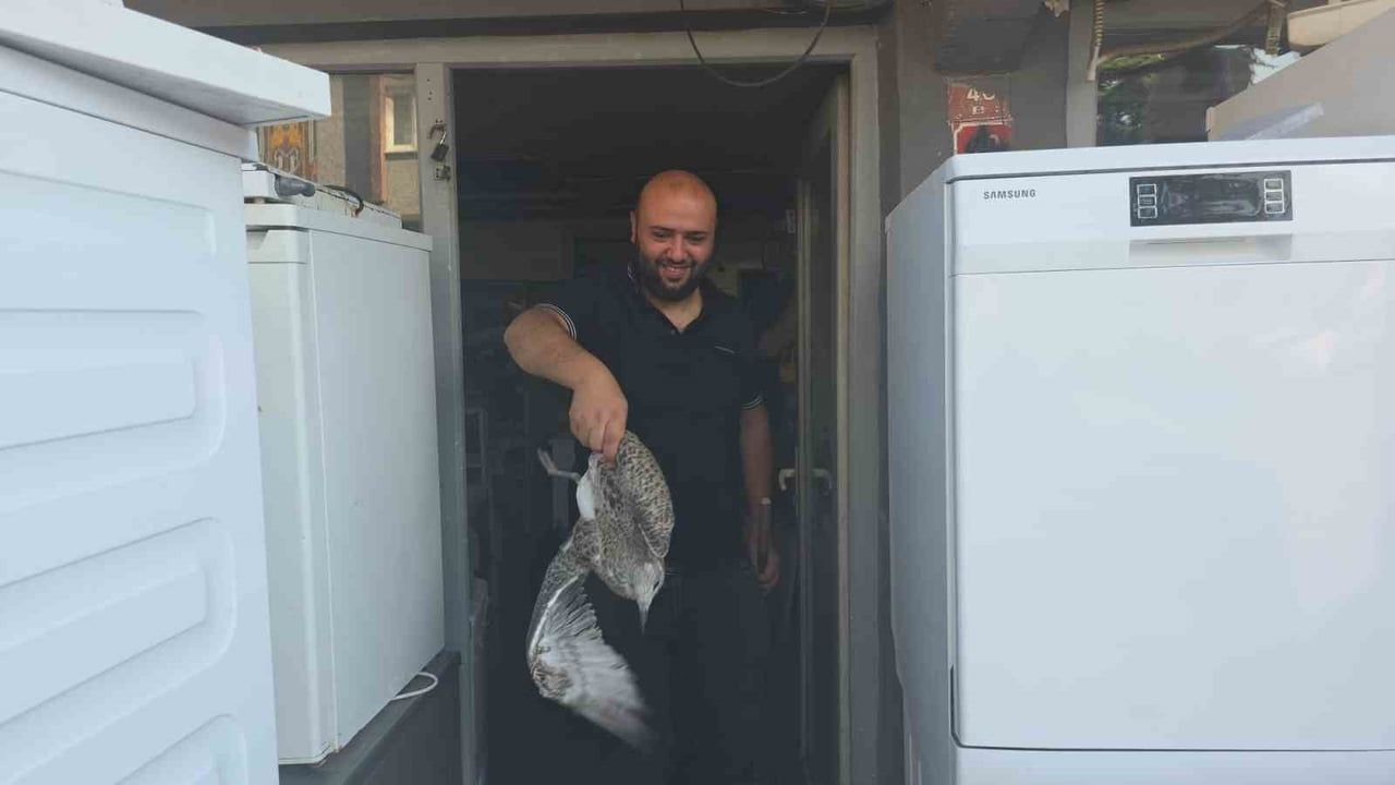 Martı yavrusu beyaz eşya tamircisini karıştırdı