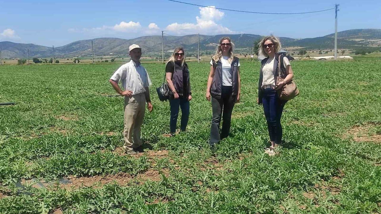 Medetli karpuzu iyi tarımla marka değerine taşınıyor