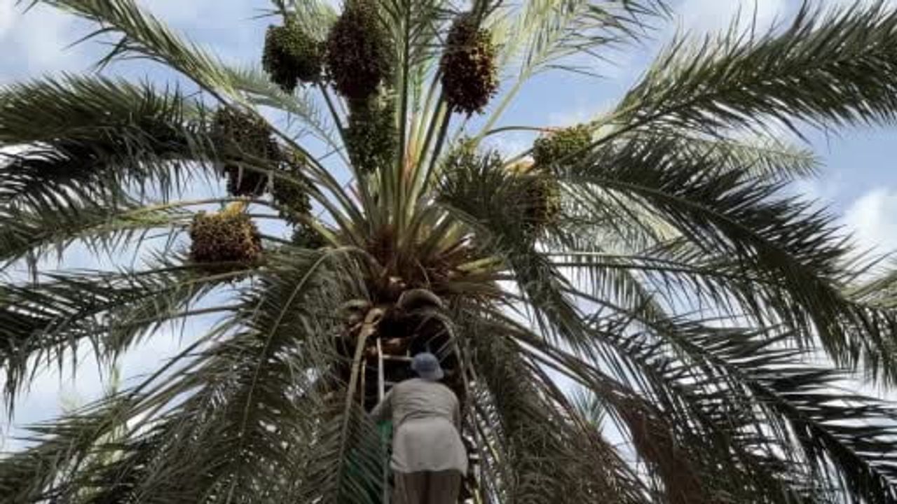 Medine'de hurma bahçeleri hac sezonuna hazırlanıyor