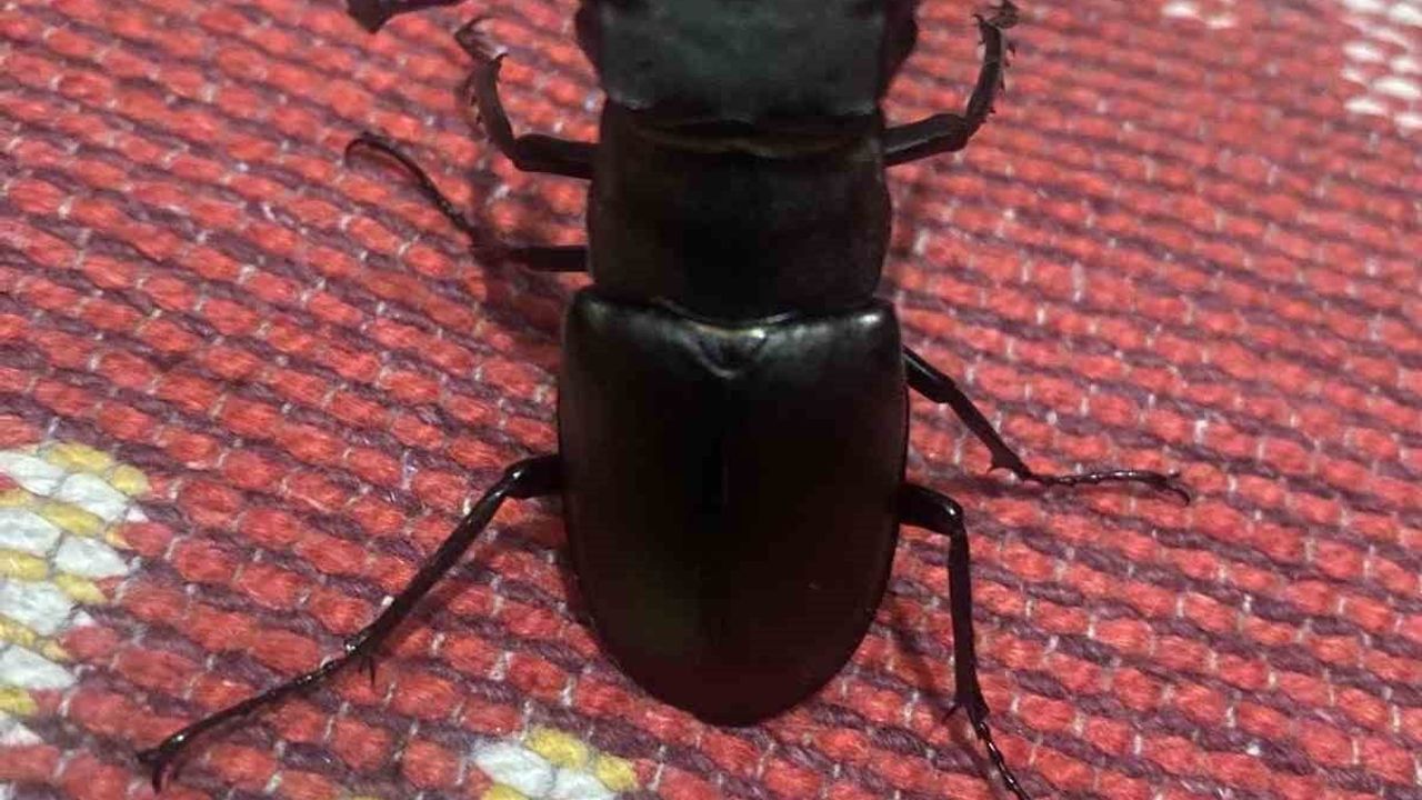 Menteşe’de balkonda koruma altındaki geyik böceği görüntülendi