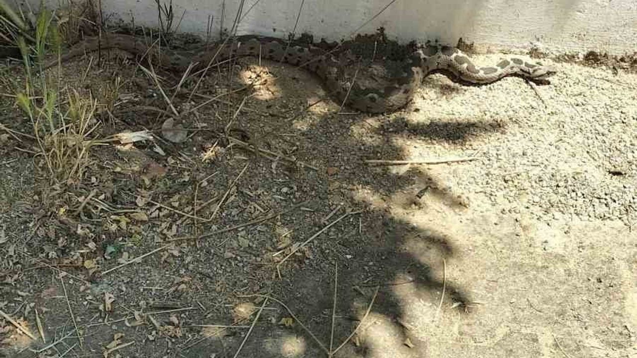 Menteşe'de okul bahçesinde şeritli engerek görüldü