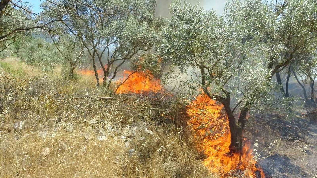 Menteşe'de zeytinlik yangını kısa sürede söndürüldü