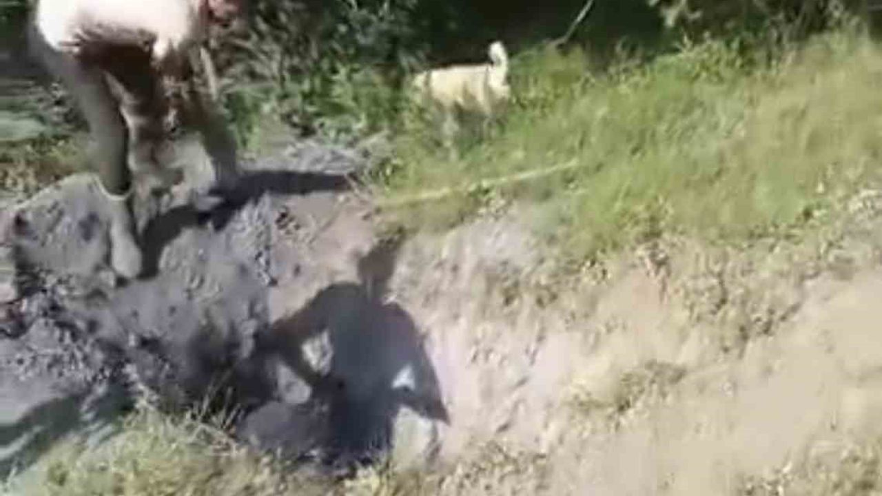 Merada otlayan büyükbaş hayvan define çukuruna düştü