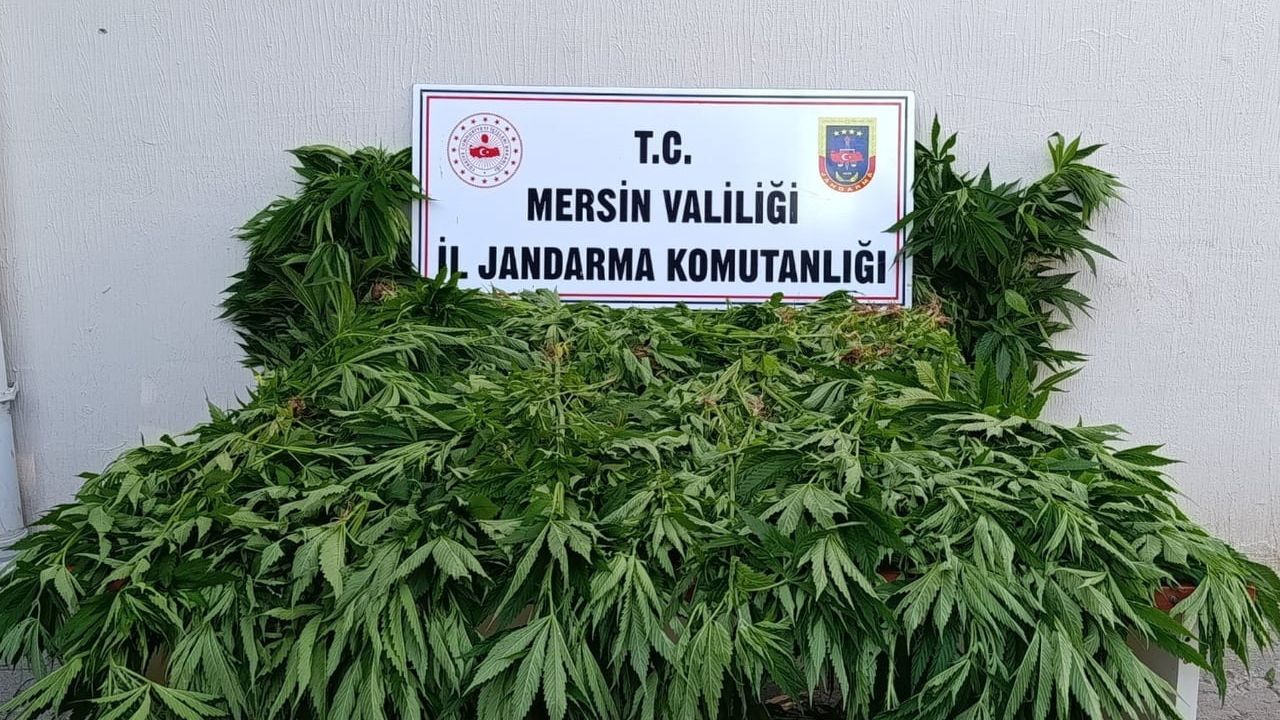 Mersin Bozyazı'da ormanlık alanda kenevir operasyonu: 2 kişi tutuklandı