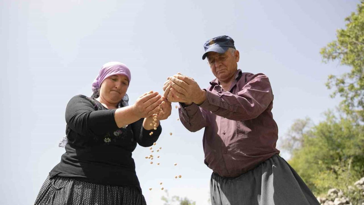 Mersin Büyükşehir'den Gülnar'da atalık nohut desteği: 10 üreticiye 600 kg, 50 dekarlık hedef