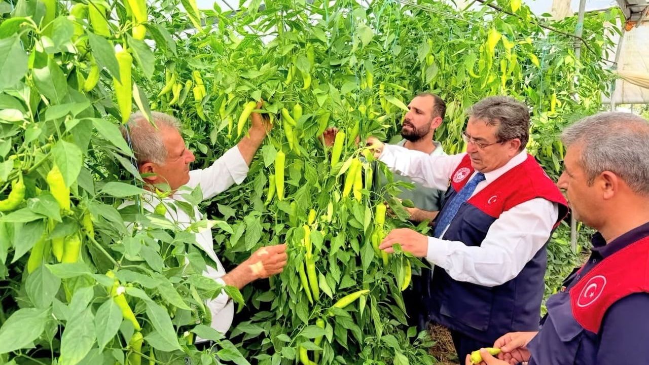 Mersin'de kapya biber üretimi yerinde incelendi